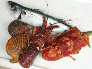 鮮度抜群の魚介を使った料理