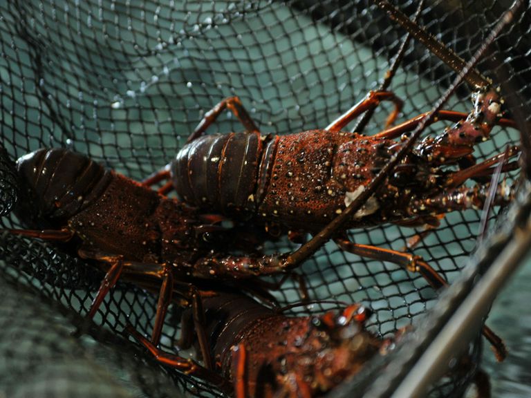 良質な魚介を使った逸品をご堪能下さい。