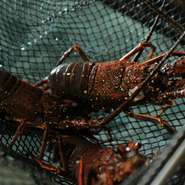 泉州は泉佐野市日根野にある【すし半 佳羅守】は質を追求した魚介を様々な一品料理で味わえる和食店です。最高の素材を熟練の料理長が工夫と手間を重ねた『逸品』料理の数々をお楽しみ下さい。
