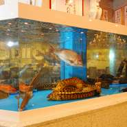 巨大ないけすは子供にも大人気。抜群の鮮度の秘訣です