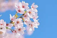おらんく家では、春の行楽などにオススメのテイクアウトの鮨やお弁当なども販売しております。お花見などでも是非、ご利用ください♪