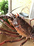 大きさによって、金額変動いたします。
前々日までにお申込み下さい
