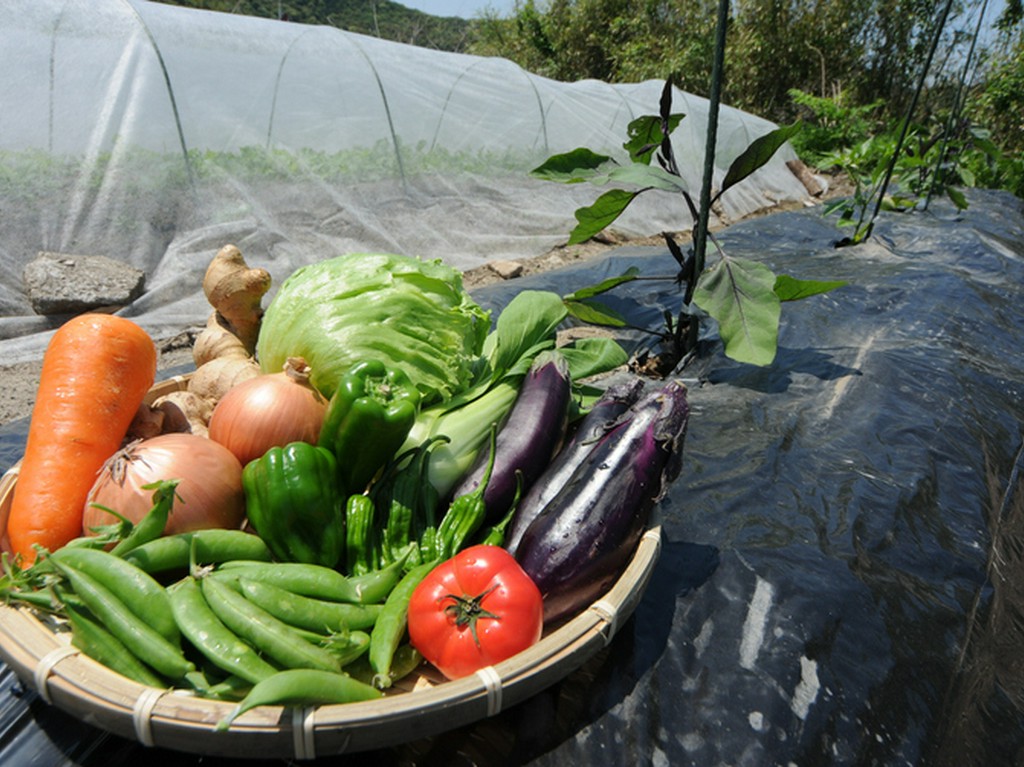料理には自家栽培の野菜を使用しています。