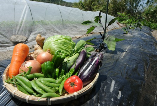 料理には自家栽培の野菜を使用しています。