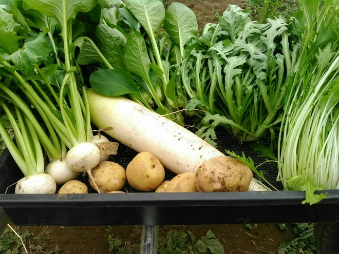 春野菜にこだわっている