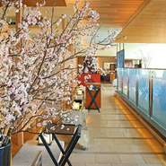 3月1日(水)から4月9日(日)頃まで各レストランにて桜をディスプレイ。
※桜の開花状況にあわせて日程は変更となる場合がございます。