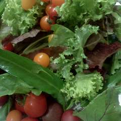 有機栽培の朝採り野菜