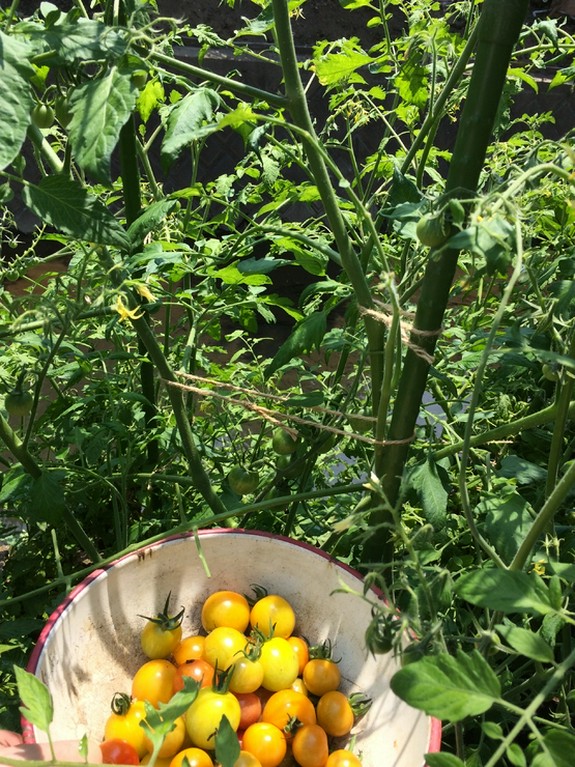 自家農園で栽培した野菜・フルーツが食べられます！