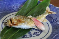 夏は釣り好きな店主が釣って来る捕れたての鮎や岩魚などの川魚料理が美味しい季節です。夏の【店主におまませコース料理】や夏限定！【川魚堪能コース料理】で楽しめます。（7月～9月末位）