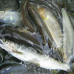 　店主におまかせコース料理・・・夏