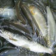 飛騨天然食材の料理　夏…天然清流魚料理