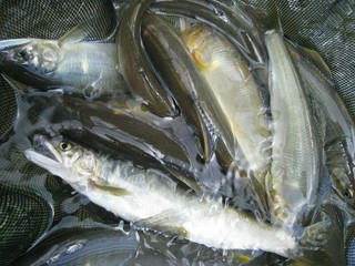 飛騨天然食材の料理 夏…天然清流魚料理