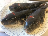 一人前11,000円税込
この季節はやっぱりてっちりに決まり。