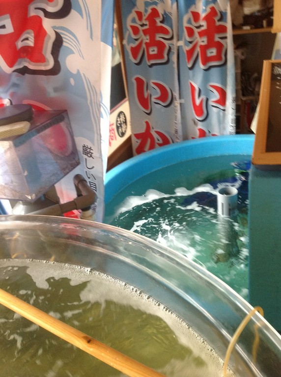 水槽から獲れ立てのイカを食べることができます