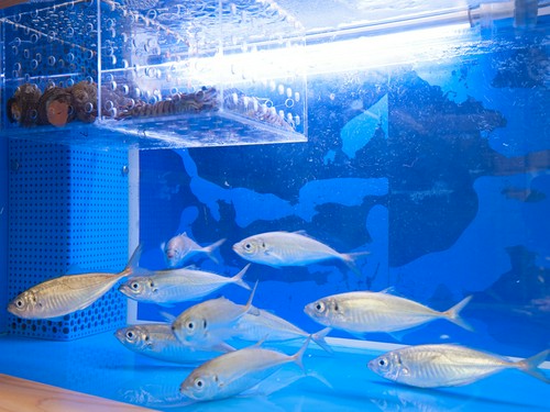 つい先ほどまで生きていた魚は新鮮そのもの