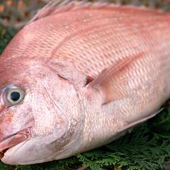 いけすの魚もさることながら、やはり一番のおすすめは天然魚