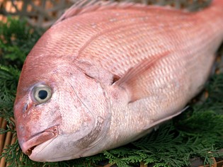 いけすの魚もさることながら、やはり一番のおすすめは天然魚