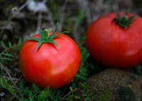 高知の名産トマトとモッツァレラチーズのカプレーゼ。