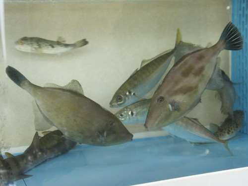 新鮮な魚介が自慢です
