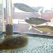 鮮度抜群！　ピチピチの魚介をぜひ。美味しいお酒とともに味わう、贅沢な一皿を楽しめるのが魅力。