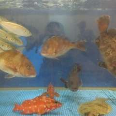 獲れたての旬の味を活きたまま直送！