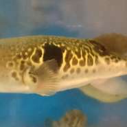 冬季限定　「ワンランク上の極上の味わい」当店のいけすに泳いでるふぐをご来店直前にさばきます他、飲み放題付きプランも別途あり詳しくはお尋ねください