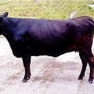 三重県の名産のひとつといえば、「松阪牛」　