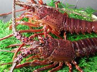 ※伊勢海老が禁漁中の為、御提供できない場合がございますの御了承下さい。