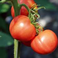 赤だしの味噌汁にモッツァレラチーズとともに加えたり、アボガドや厚揚げと合わせたりと、どんな食材とも相性がよい万能食材のトマト。甘さのあるミニ、料理向きの完熟など、料理によって種類を使い分けています。