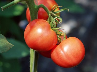 さまざまな組み合わせで味わいが変化する、種類豊富な「トマト」