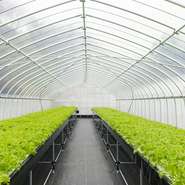 レタスやハーブ類は自社農園で収穫！