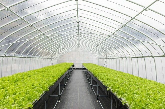 地産地消に取り組んでいる