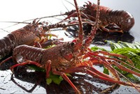 活伊勢海老を一年中お楽しみいただけます。