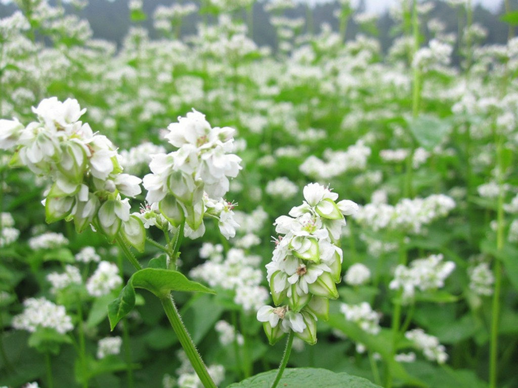 白い可憐な花が咲いている蕎麦畑。収穫は10月です