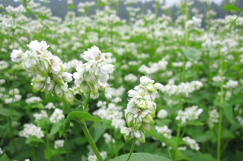 白い可憐な花が咲いている蕎麦畑。収穫は10月です