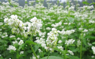 鮮度にこだわる「蕎麦」