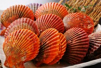 長太郎、サザエ、あさり、はまぐり、とこぶし 等、をご用意※お出しできる種類は仕入れによります。