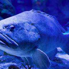 春の歓送迎会など各種ご宴会に最適なコースを是非ご利用ください