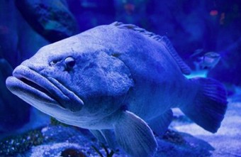 春の歓送迎会など各種ご宴会に最適なコースを是非ご利用ください