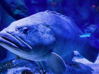 [忘新年会にもオススメ!!]冬季限定!! クエ鍋 宴会コース(2時間飲放題付) 12000円