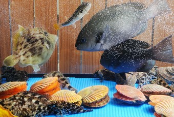 [歓送迎会にもオススメ!!]期間限定!! クエ鍋 宴会コース(2時間飲放題付) 12000円