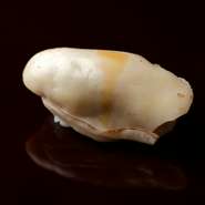 【すし岩瀬】では通常、赤酢を使ったシャリを中心に使いますが、牡蠣やイカなどの味の淡白な素材は、白い米酢のシャリをセレクト。ネタによりシャリを使い分けているのも特徴です。牡蠣は甘酢で軽く締めてから提供。