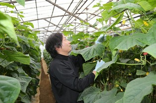 畑第一主義。土壌分析から丁寧に手間をかけて育てるきゅうり
