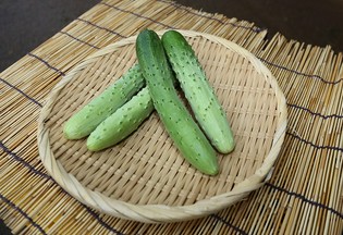 肉質の厚い神奈川の伝統野菜「相模半白節成」