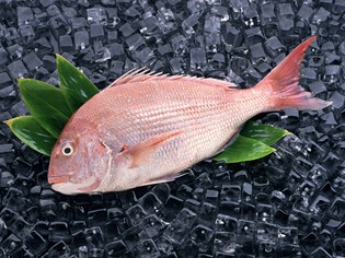 築地で吟味して仕入れる「鯛」