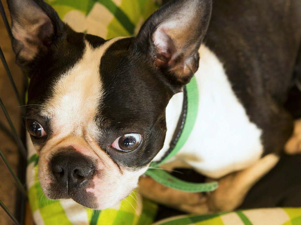 入口では看板犬のポルコがお出迎え