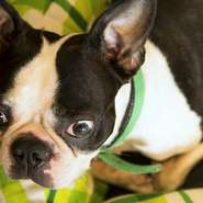 人気スタッフの看板犬のポルコ。入口付近が定位置です。ちなみにポルコとはイタリア語で豚の意。