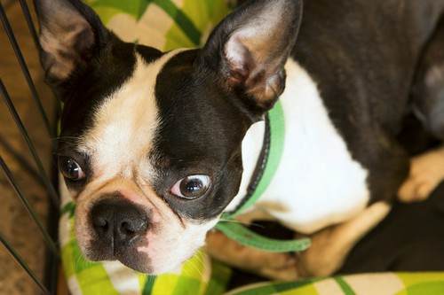 入口では看板犬のポルコがお出迎え