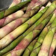 (春)山形西川町月山の麓の根曲り筍