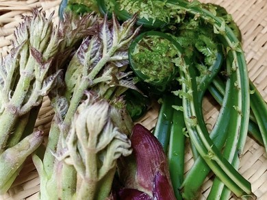 店主の故郷・熊本の馬刺し(ご予約制)